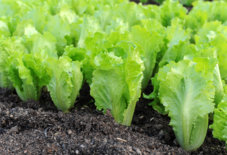 bigstock-Lettuce-seedlings-in-a-field-i-26790185.jpg