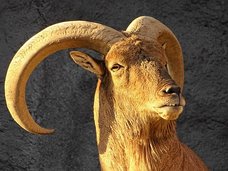 goat-1875828__340[1].jpg